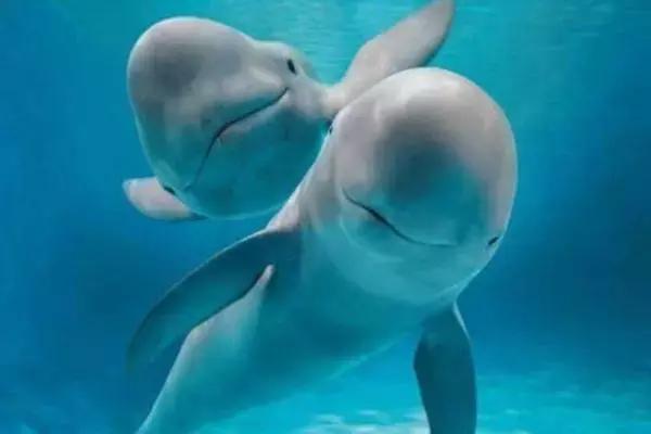 早啊新闻来了完整版,早啊新闻来了手机版怎么下载