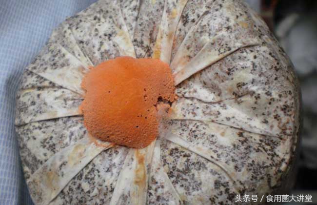 食用菌工厂化生产污染最祸首链孢霉，看是如何预防和治疗，你咋看