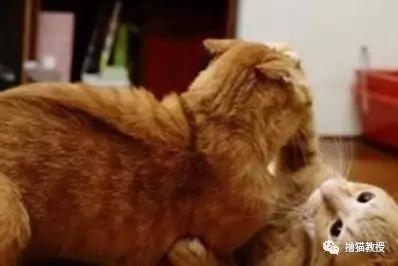 公猫总追着咬母猫怎么回事,家里的公猫为什么追着母猫打