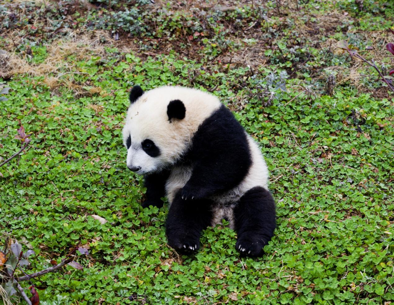 怎么给大熊猫和小熊猫取名,150秒看懂大熊猫起名那些事儿