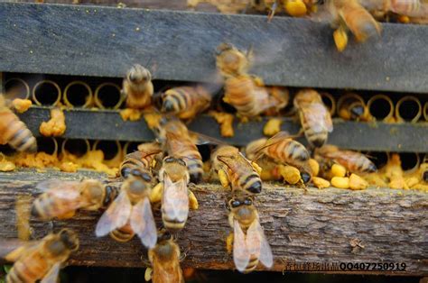 如何使用脱粉器,怎样使用脱粉器