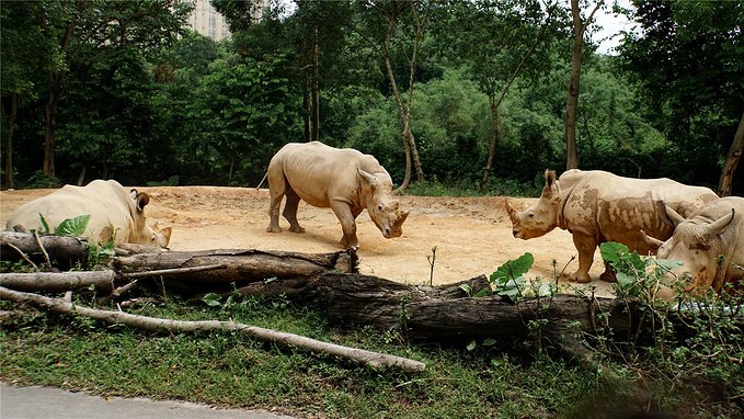 带小孩去长隆欢乐世界畅玩一天,暑假带娃去广州长隆野生动物世界
