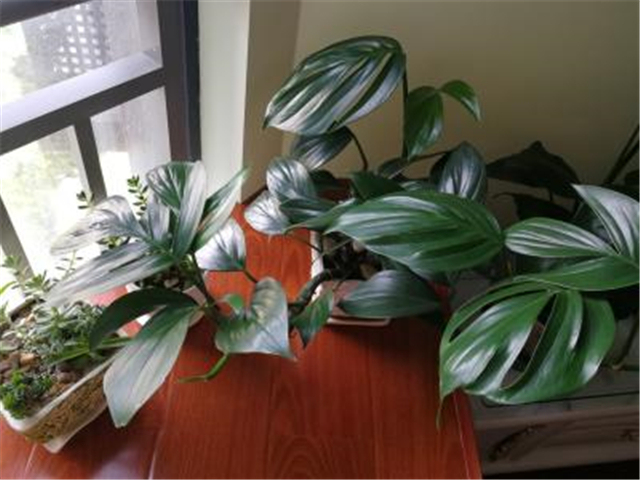 龟背竹的养殖方法及注意事项,土培龟背竹根部有些腐烂处理