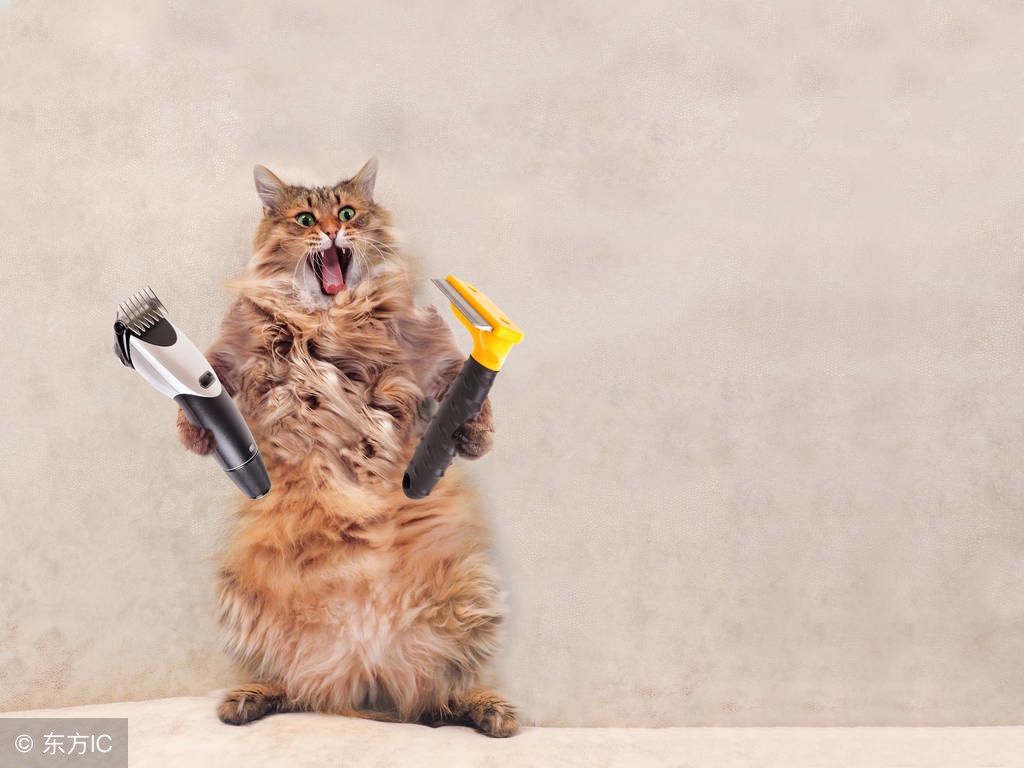 猫咪得了猫癣怎么办可以用什么,猫咪有猫癣严重怎么办