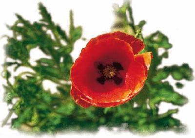 盘点各国的国花是什么,世界各国的国花你都认识吗