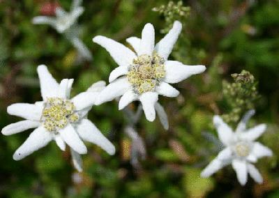 盘点各国的国花是什么,世界各国的国花你都认识吗