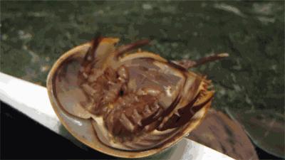 今年珠海哪种海鲜最毒,珠海人吃海鲜