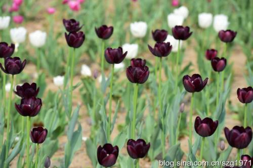 《中药学》简化笔记6——止血药、活血祛瘀药