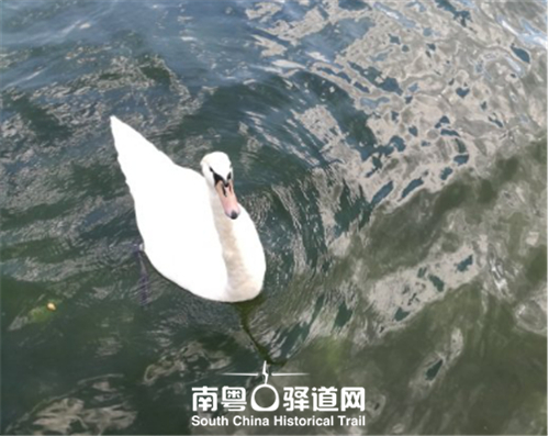 维也纳之都,广州花都维也纳