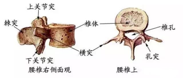 骨科干货脊柱基础知识,骨科干货脊柱基础知识及诊断大全