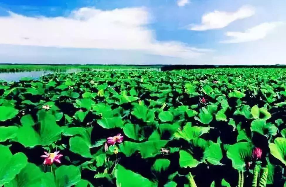 去沈阳哪里看荷花好玩一点,沈阳荷花旅游文化节时间