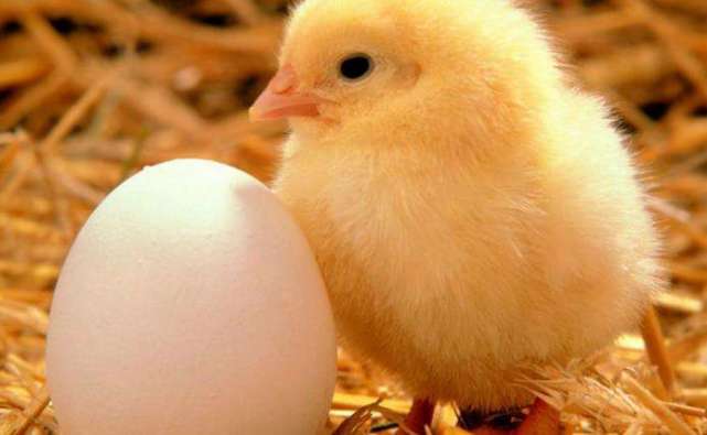鸡蛋放空调房间孵出小鸡,鸡蛋放在阳台会孵小鸡出来吗