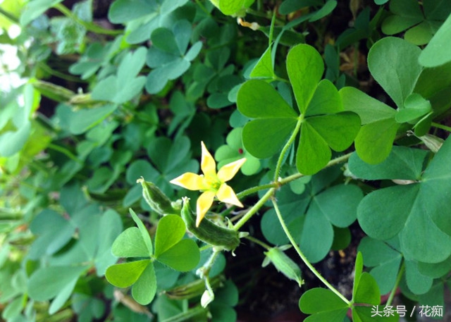 三叶草铺面效果,三叶草的副作用是什么