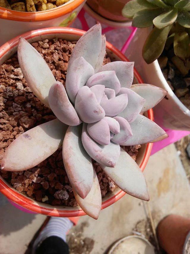 多肉叶子长白粉怎么办,多肉叶片起白粉怎么办