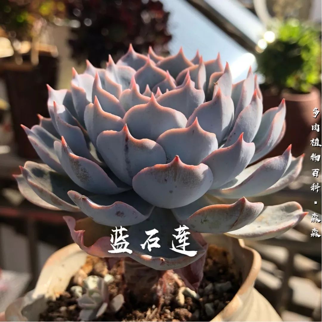 养多肉的佛系小生：愿做菩萨那朵莲！