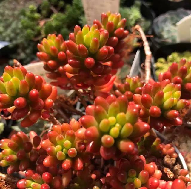 多肉每天光照好看吗,光照过强多肉反而颜色不好看