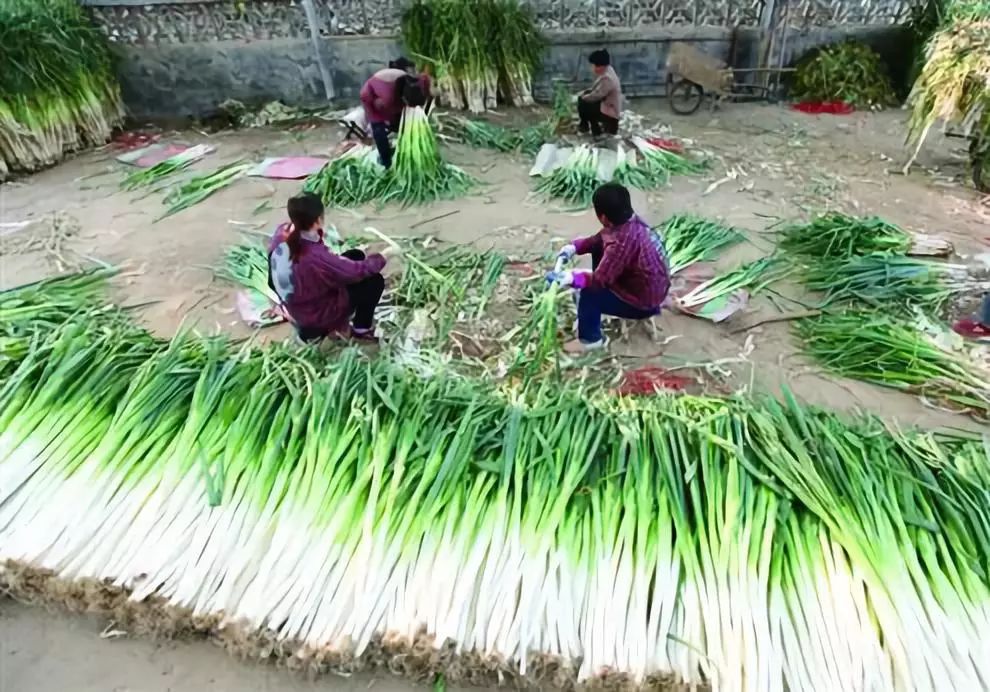 别小看葱姜蒜，这三个区域公用品牌不仅热销国内市场，还被卖到全世界！