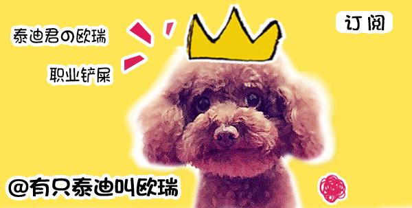 无法接受狗狗离开自己,主人抛弃狗狗狗狗嚎啕大哭