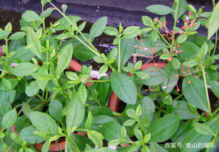 假人参故事,假人参的药用价值是什么