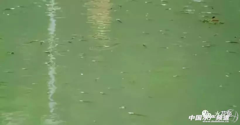 鱼塘鱼缺氧浮头的急救方法,鱼塘缺氧哪类鱼最容易浮头