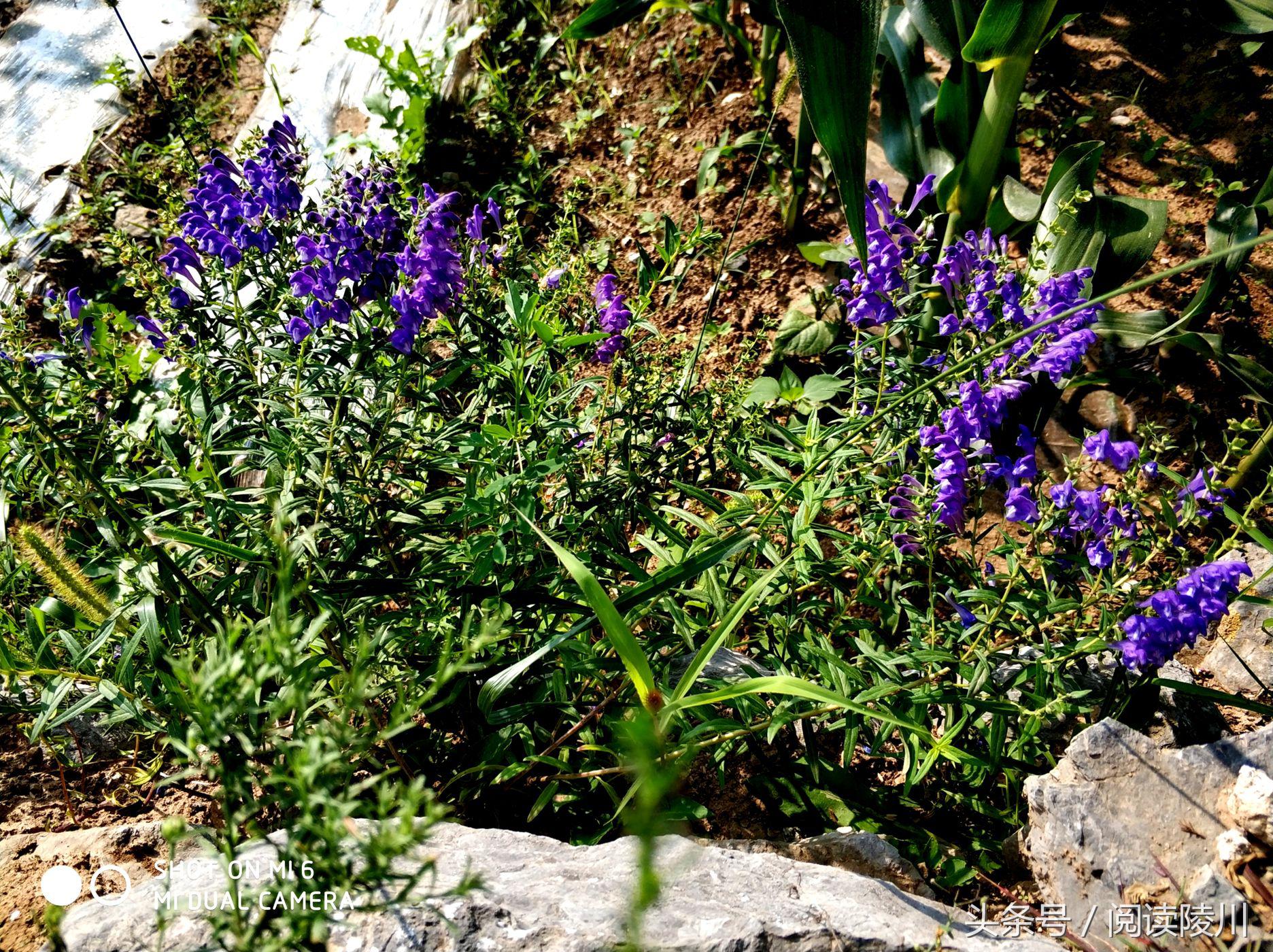 小乡村的夏天安静又惬意,陵川夏天生活