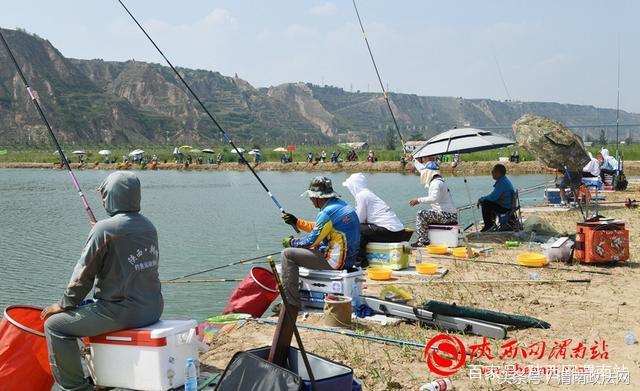 合阳洽川黄河湾,合阳钓鱼大赛