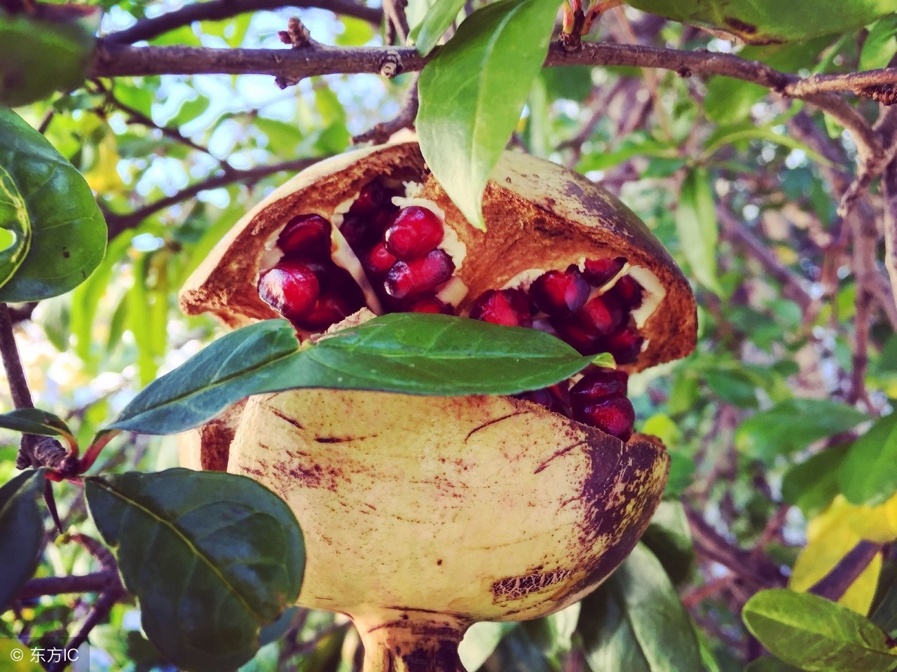 石榴树裂皮病怎么防治,石榴树怎样管理结的石榴果不裂开