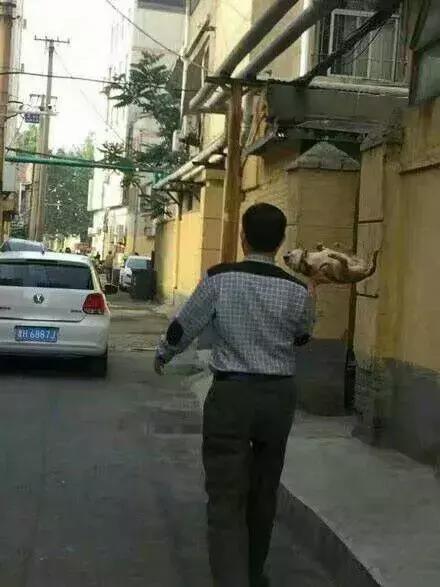 对付不牵绳的狗最好的办法,对付一条狗还用得着拔剑吗