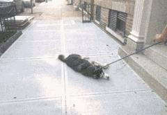 对付不牵绳的狗最好的办法,对付一条狗还用得着拔剑吗