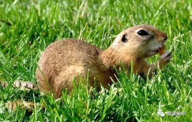 小时候的黄鼠,小时候用水灌黄鼠