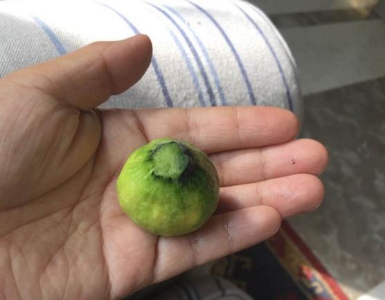 板栗南瓜长不大就掉了,南瓜结的小瓜长不大就掉怎么回事