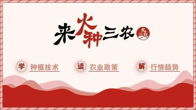 茄子辣椒生虫了,危害辣椒茄子的害虫图片