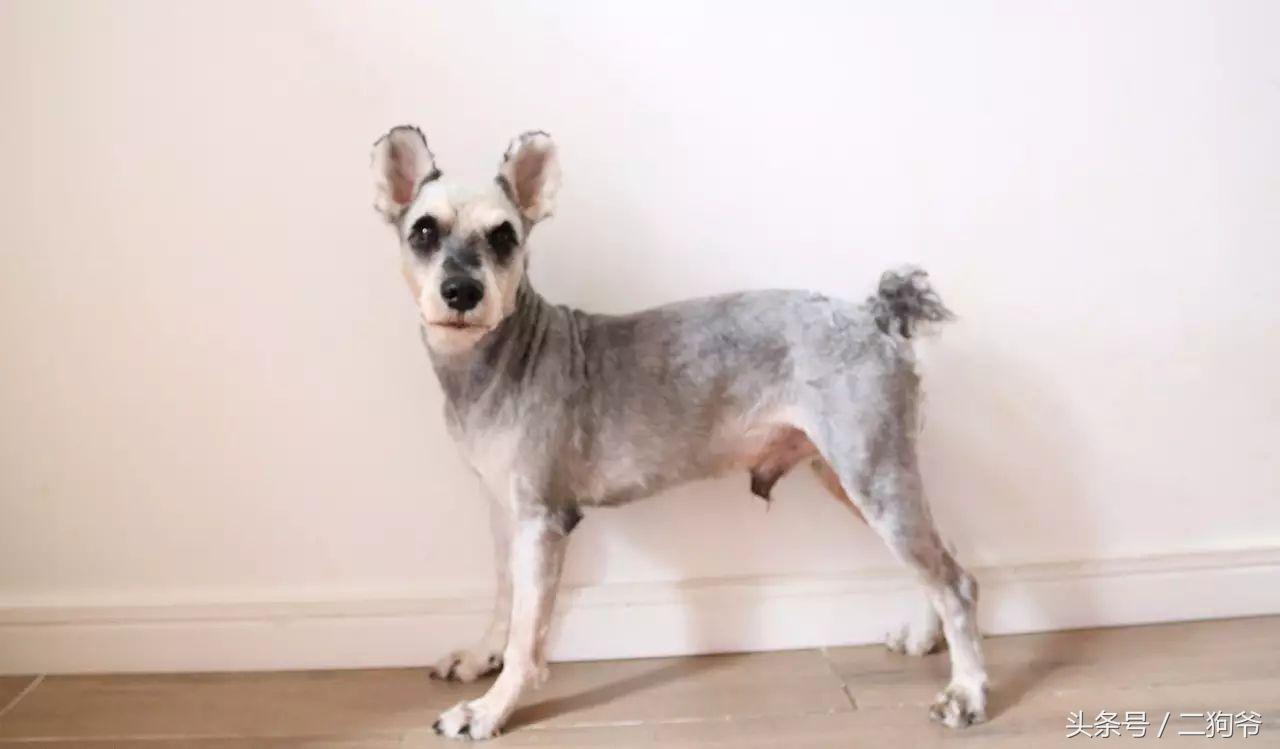 聊城爱犬通办狗证,济南市民为爱犬办狗证