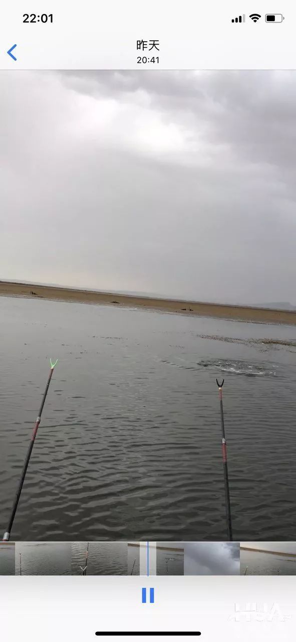 人打窝了,手机也掉水里了,终于把这大家伙弄上来了!