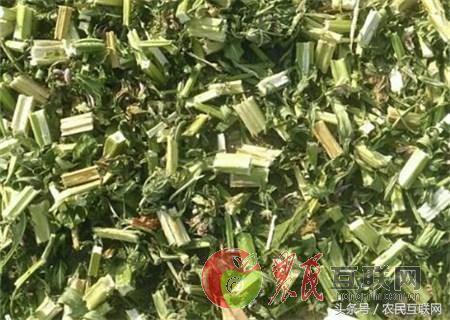 农村随处可见的益母草，对女人竟然这么重要