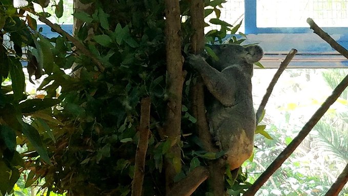 长隆广州野生动物园带娃游玩攻略,一大一小亲子游长隆野生动物园