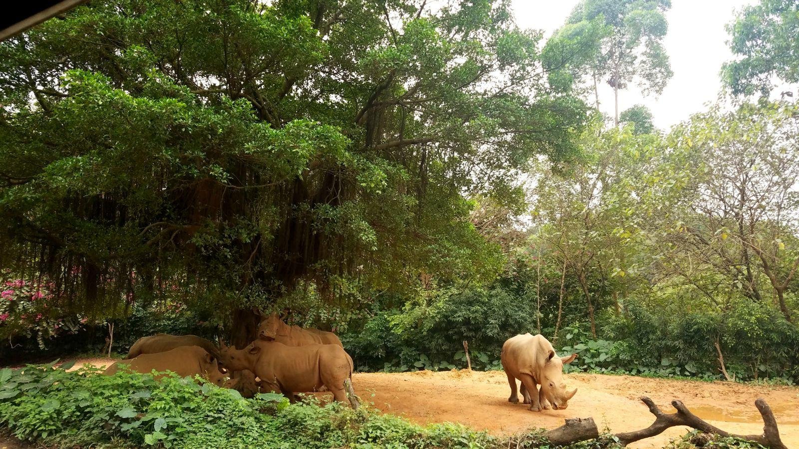 长隆广州野生动物园带娃游玩攻略,一大一小亲子游长隆野生动物园