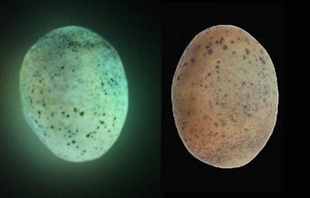 世界上真的有夜明珠吗,夜明珠是不是真的存在呢