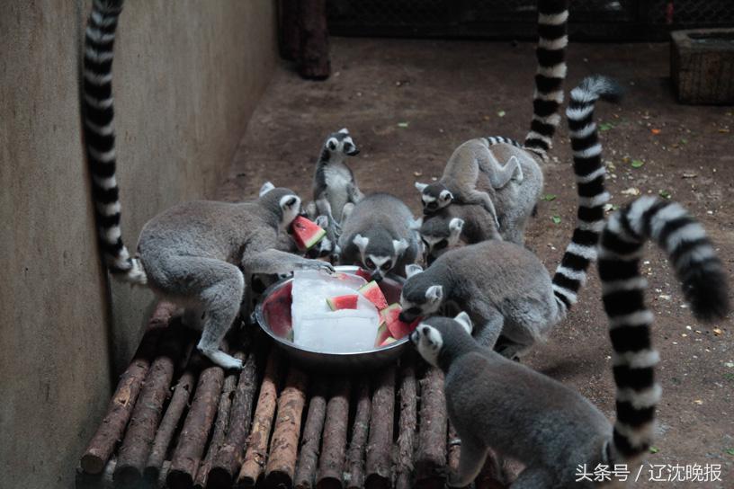 热啊！动物防中暑有“凉方”大熊猫吃紫色冰棒