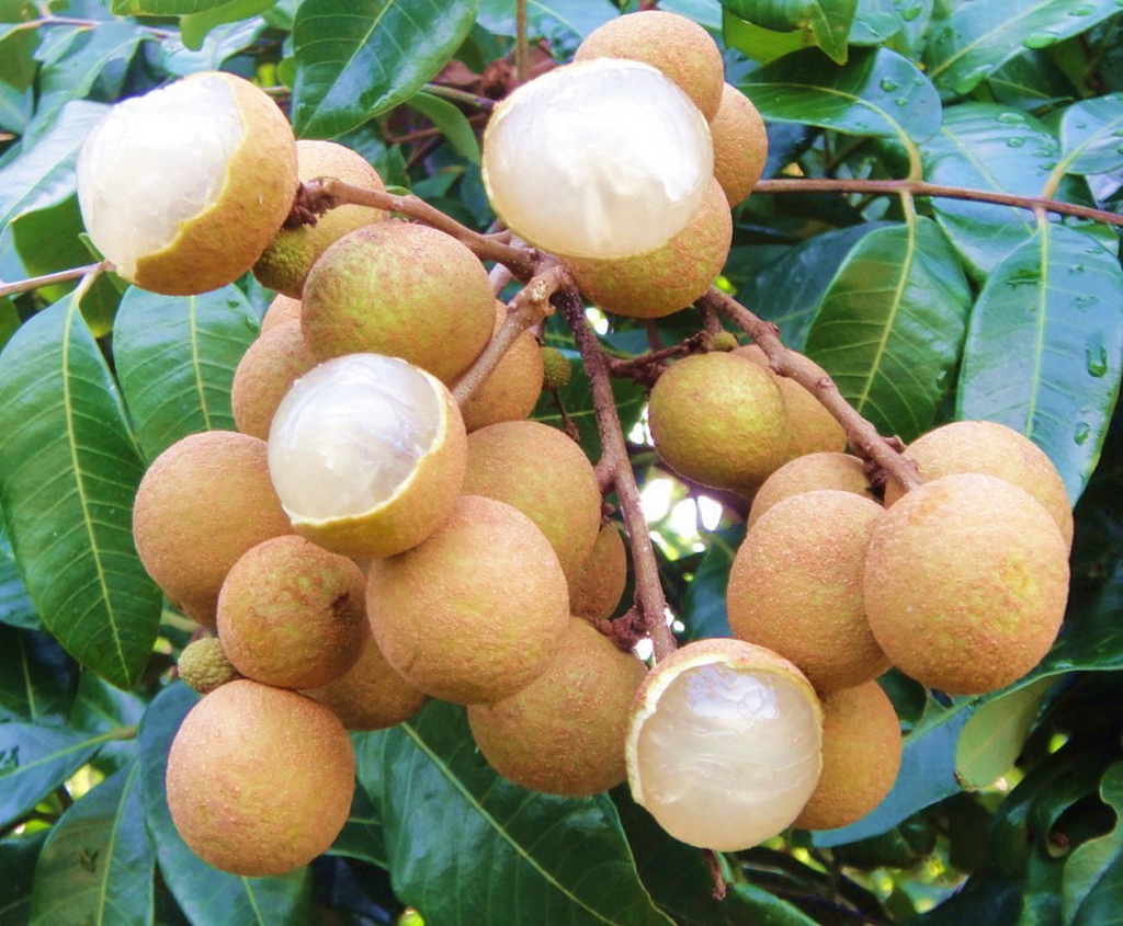 2018年广西荔枝滞销,广西龙眼滞销