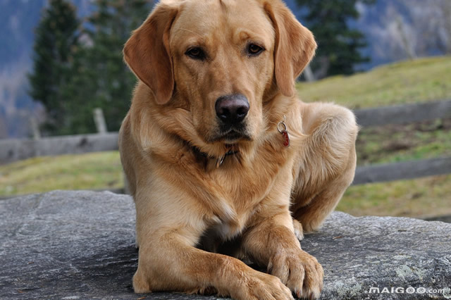 2023年最受欢迎的宠物狗排名,中国最受欢迎的十大宠物狗排行榜