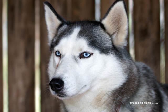 2023年最受欢迎的宠物狗排名,中国最受欢迎的十大宠物狗排行榜