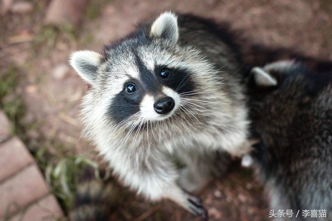 被狗狗咬伤一定要打狂犬疫苗吗？狂犬病的这些小知识需要掌握
