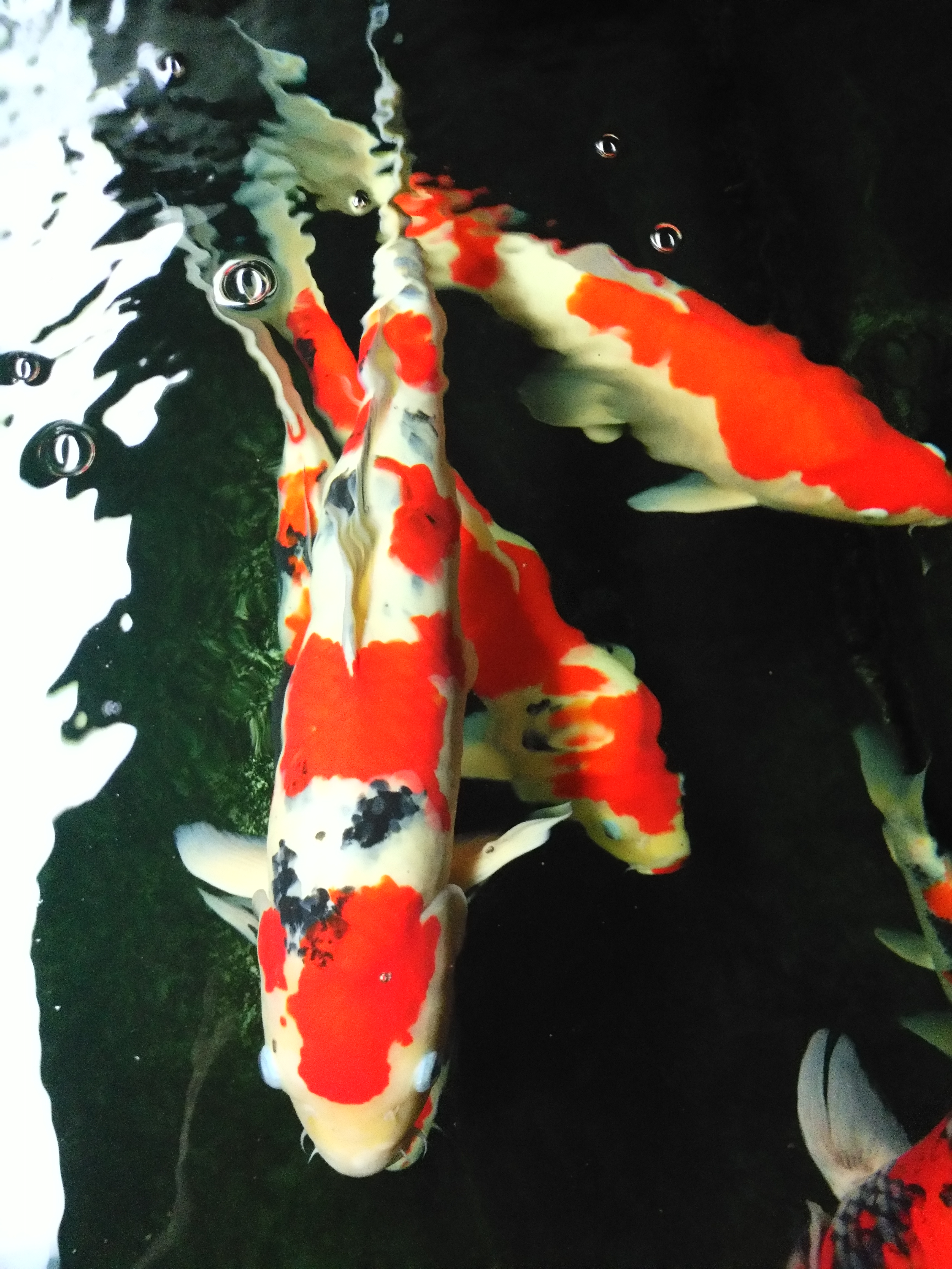 他来自河北小县城,两条锦鲤养了8年