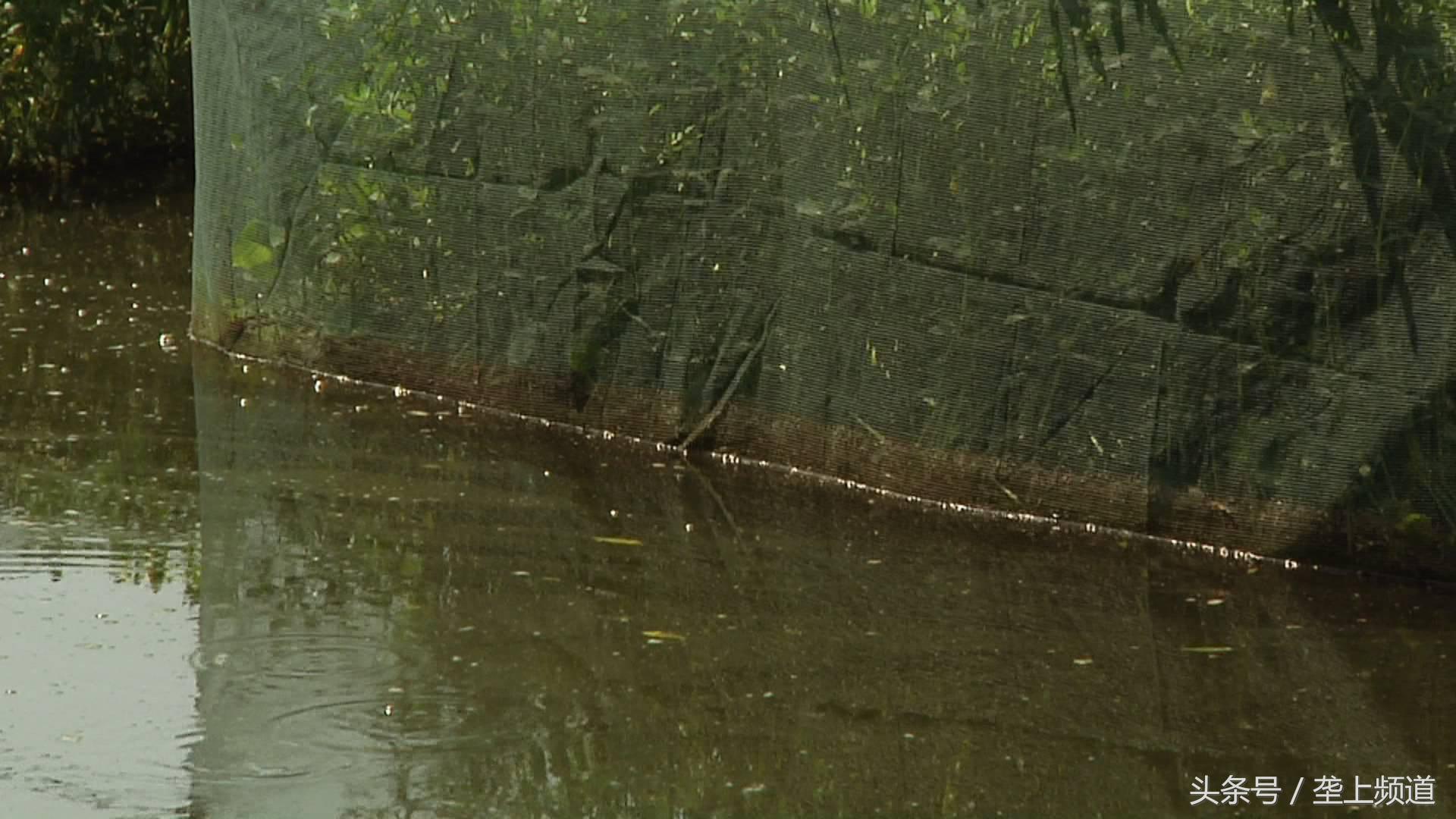 黄鳝养殖新技术大全,黄鳝养殖技术全程