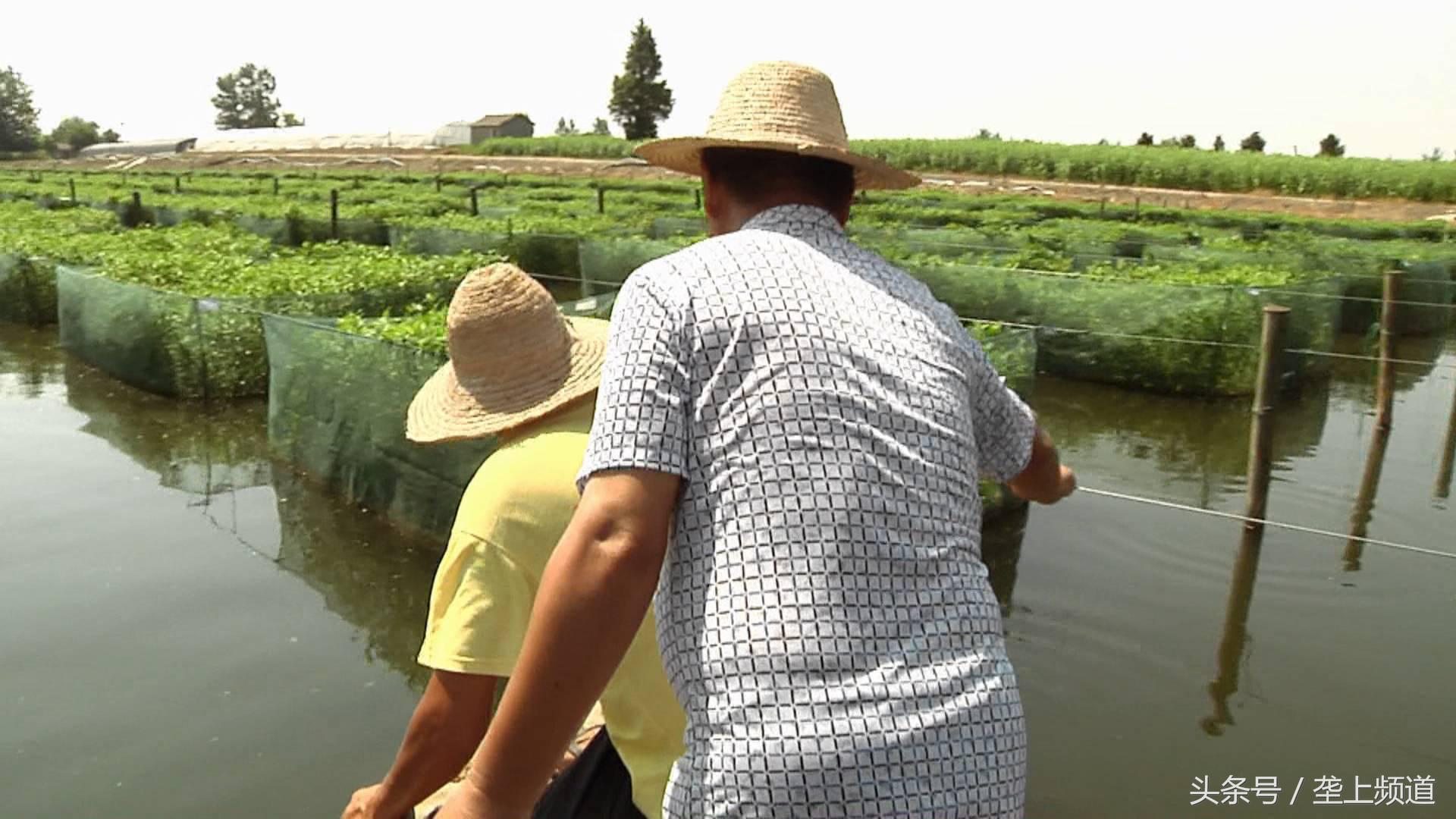 黄鳝养殖新技术大全,黄鳝养殖技术全程