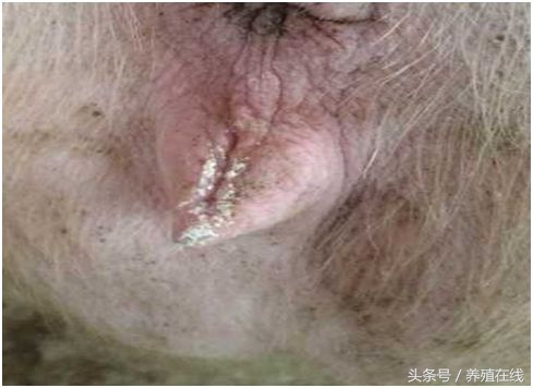 母猪拉石灰尿有影响吗,母猪拉石灰尿怎么治疗最好