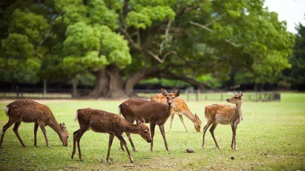 日本车牌变迁,日本2020年经典车牌