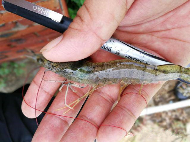 南美白对虾纤毛虫有什么症状,对虾纤毛虫病