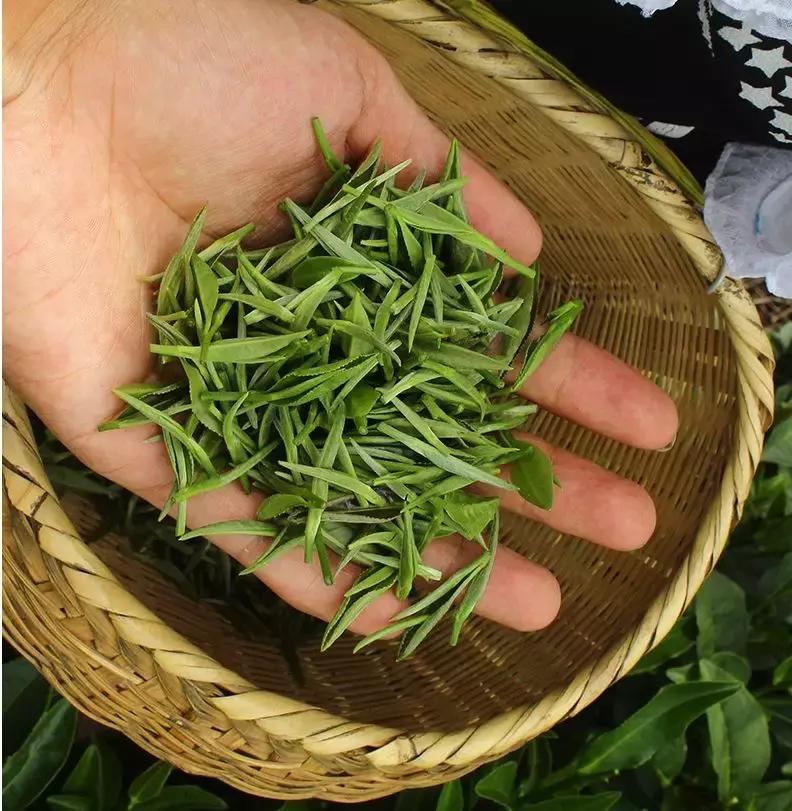 2000元一斤的信阳毛尖是什么档次,信阳毛尖100元一斤值得买吗